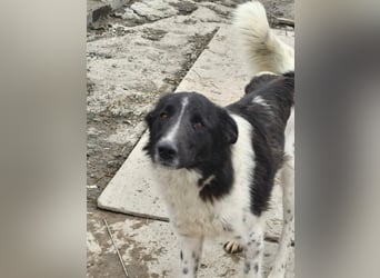 Nalani von kettenlos