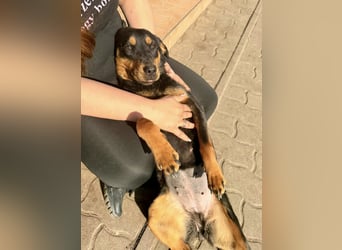 Lotti von kettenlos