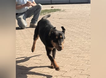 Lotti von kettenlos