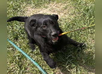 Szeplö von kettenlos