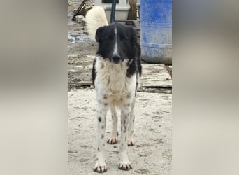 Nalani von kettenlos