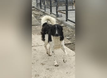 Nalani von kettenlos