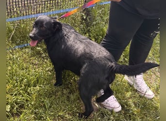 Szeplö von kettenlos