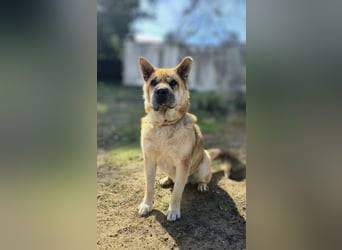 Cocó von kettenlos