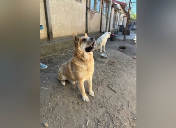 Cocó von kettenlos