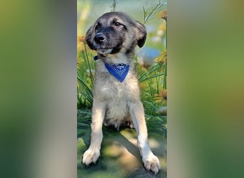 Ozzy, sucht seine Menschen