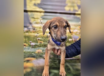 Boomer sucht das Abenteuer