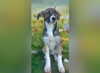 Hazel, möchte die Welt entdecken