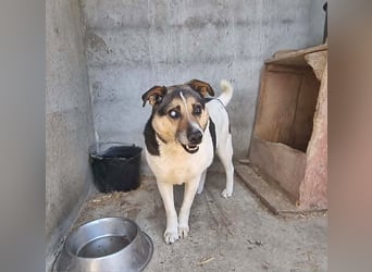 Leo 3, sucht einen Gnadenplatz