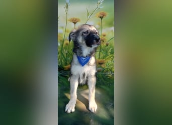 Mailo, verspielt und lieb