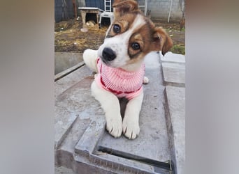 Sandy, freundliches Welpenmädchen