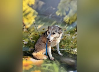 Charly (2), freundlich und neugierig