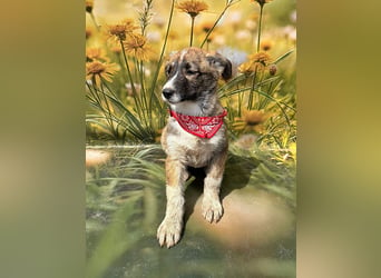 Hazel, möchte die Welt entdecken
