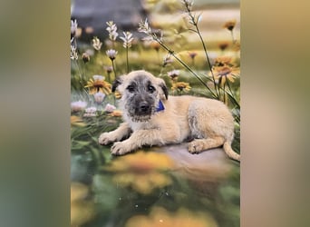 Toby, verspielt und lieb
