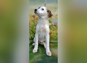 Lana, süße Hündin wartet auf Dich!