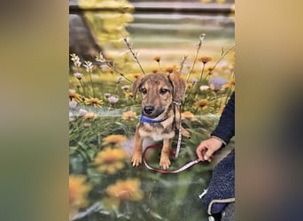 Boomer sucht das Abenteuer