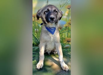 Ozzy, sucht seine Menschen