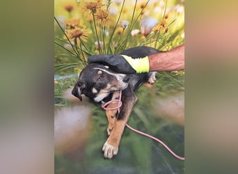 Nelly, sensible junge Hündin sucht ihr Glück