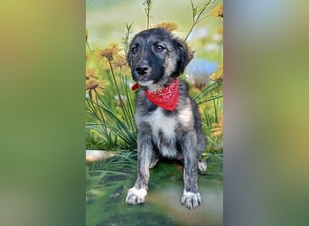 Xena, abenteuerlustiges Welpenmädchen