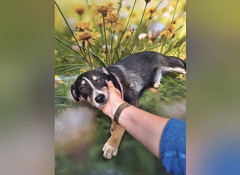 Nelly, sensible junge Hündin sucht ihr Glück
