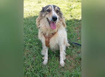 Carlotta, sucht einen Gnadenplatz