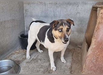 Leo 3, sucht einen Gnadenplatz