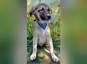 Ozzy, sucht seine Menschen
