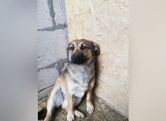 Kira, lieb und verspielt