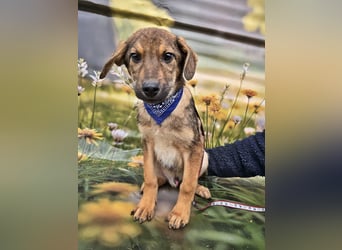 Boomer sucht das Abenteuer