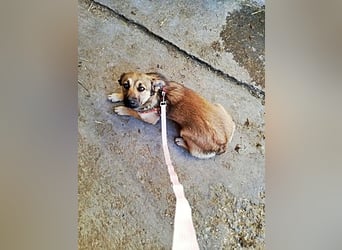 Kira, lieb und verspielt