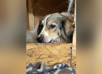 Carlotta, sucht einen Gnadenplatz