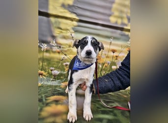 Joey, kleiner Herzensbrecher