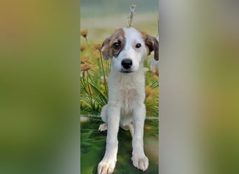Lana, süße Hündin wartet auf Dich!