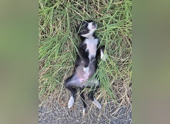 Kohaku, verspielt und lieb