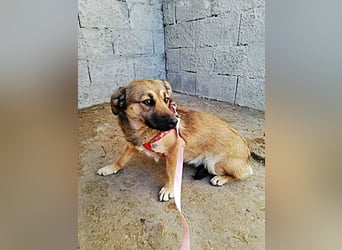 Kira, lieb und verspielt