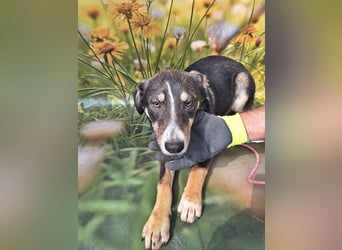 Nelly, sensible junge Hündin sucht ihr Glück