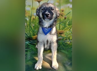 Mailo, verspielt und lieb