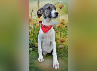 Leia, ausreisefertig um Neues zu entdecken