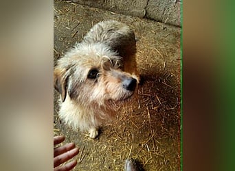 Benji, sehr freundlich