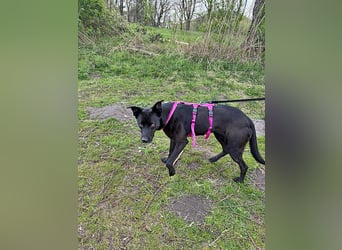 Bella, auf einer Pflegestelle in 48527 Nordhorn