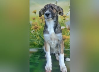 Hazel, möchte die Welt entdecken