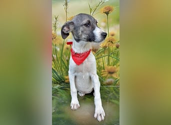 Leia, ausreisefertig um Neues zu entdecken