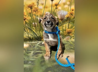 Peanut, neugierig und verspielt