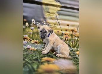 Toby, verspielt und lieb