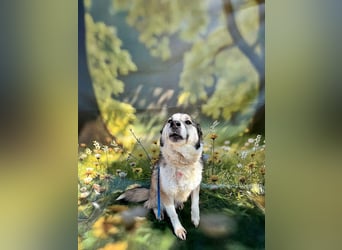 Charly (2), freundlich und neugierig