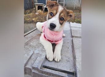Sandy, freundliches Welpenmädchen