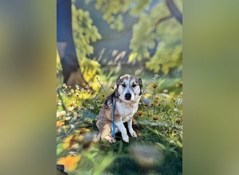 Charly (2), freundlich und neugierig