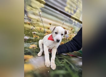 Fay, sucht ein Kuschelkörbchen