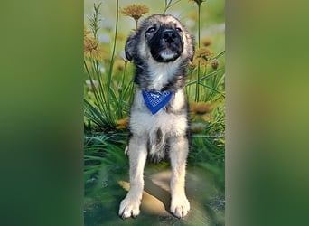 Mailo, verspielt und lieb