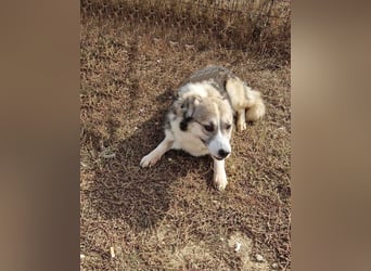 Charly (2), freundlich und neugierig